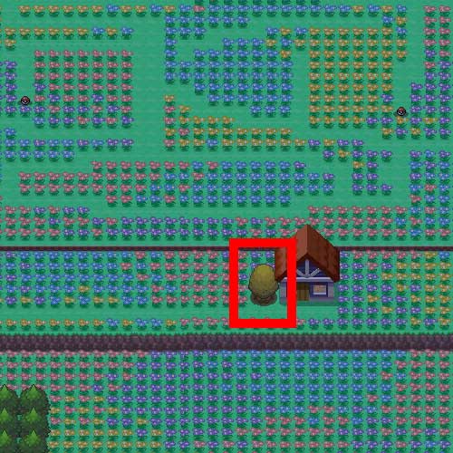 ソノオのはなばたけ